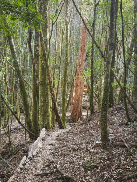 雪見遊憩區 探訪森林雪見之王2950853