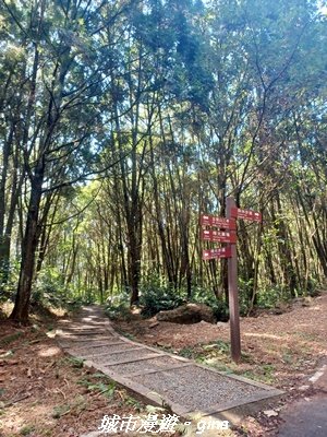 【南投魚池】郊山好視野。 金龍山(槌仔寮山)步道2976304