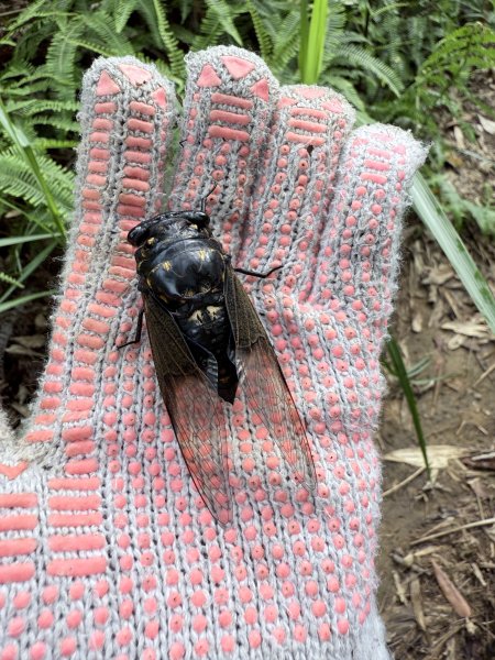 埔里登蜈蚣崙山、板仔寮山 2025.6.182815500