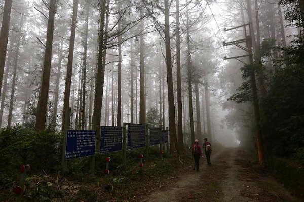 【高雄】鳳崗林道走榆油山