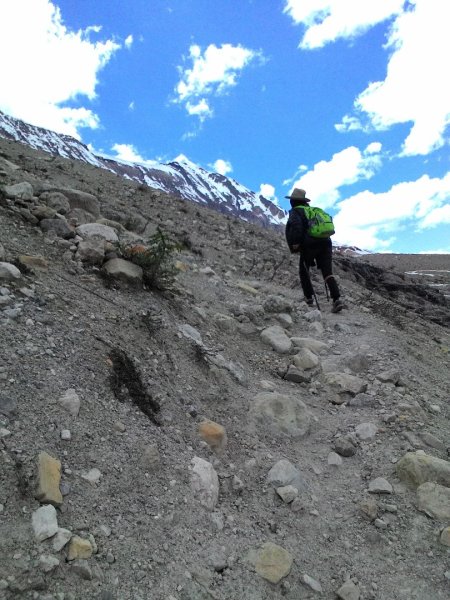 Iceline Trail (YOHO 加拿大幽鶴國家公園)2634598