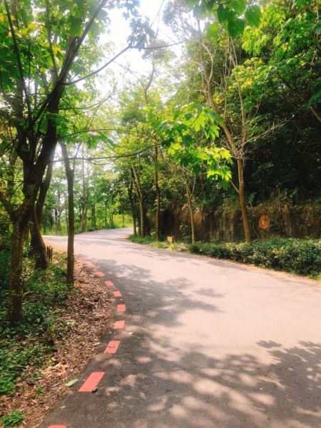 員林～藤山步道310519