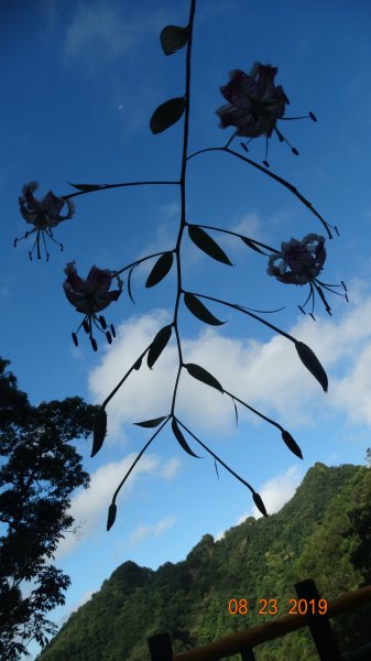 補考 - 艷紅鹿子百合656640