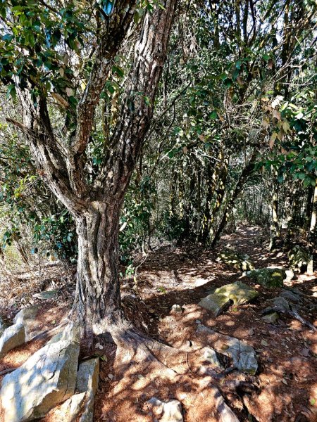 唐麻丹山-谷關七雄(老么)2991567