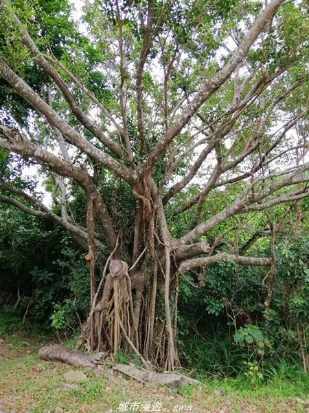 【屏東。滿州】原始秀麗的海岸線風光-台灣唯二沒有公路的海岸線 。 溪仔口生態保護區x水蛙窟大草原1522401