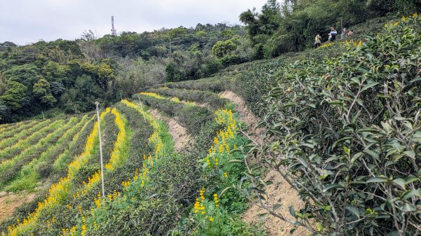 大北坑魯冰花2435738