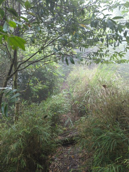 2025.07.13－漫步於森林中：鵝公髻山2835456