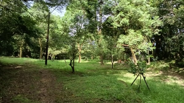 雙溪區溪尾寮古道-藤寮坑古道O型3114496