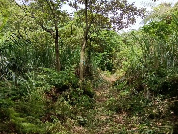 基隆市金針谷農家-深澳山O型3039989