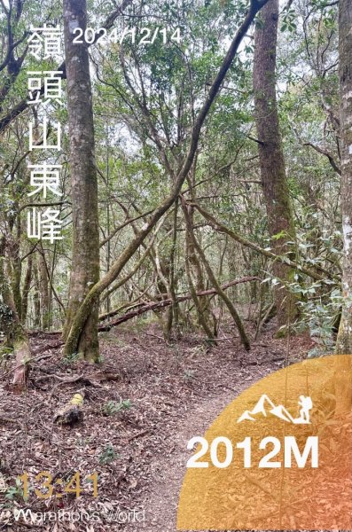 忘憂森林.金柑樹山2668875