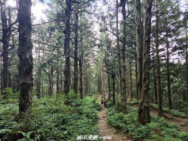 【台中和平】長壽山_肥崠山_山徑3077661