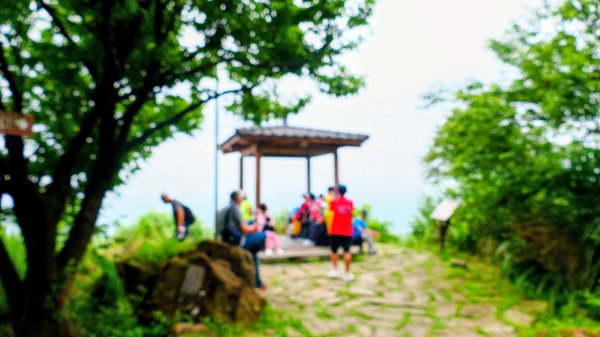 翼豆（楊桃豆）3067602