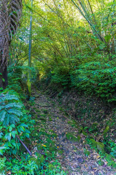 [新北]白雞山與裕峰煤礦遺址2891854
