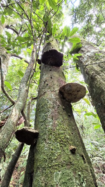 風和日麗來去烏來三山享受森林芬多精2984354