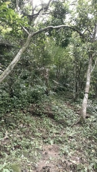 基隆市中山峽谷森林古道-外木山國旗嶺-大武崙山稜O型3117326