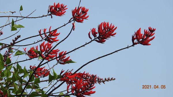 0405陽明山再見雲瀑，今年以來最滿意的一次1335936