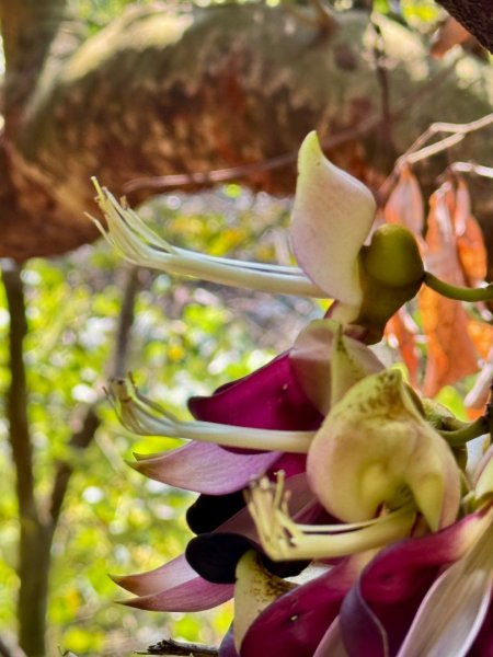 草尾嶺血藤滿山開3019010