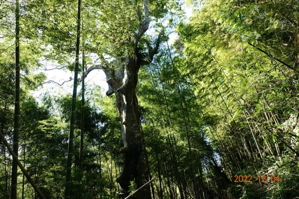 嘉義 竹崎 光崙山、摩天嶺1941088