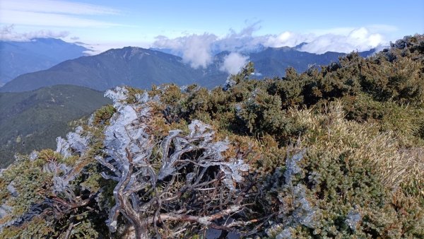 歡樂腳合歡北峰瑞雪2400950