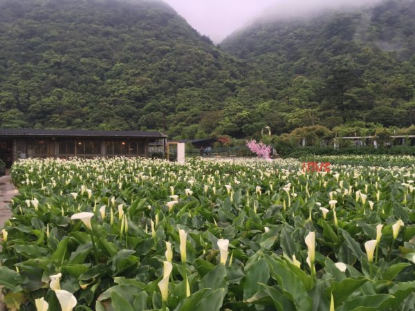 頂湖海芋910746