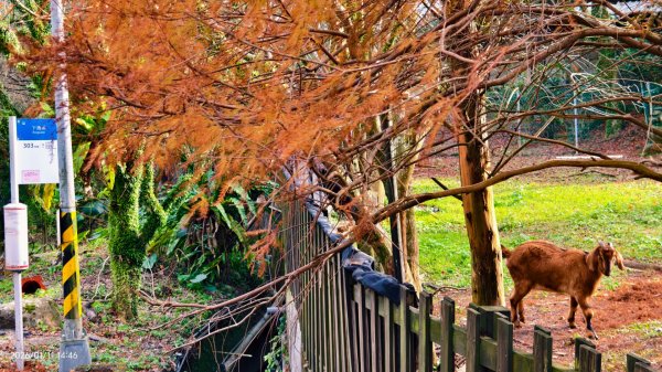 #花卉試驗中心 #永公路500巷 #平菁街42巷 #原住民公園 #士林官邸 1/42980379