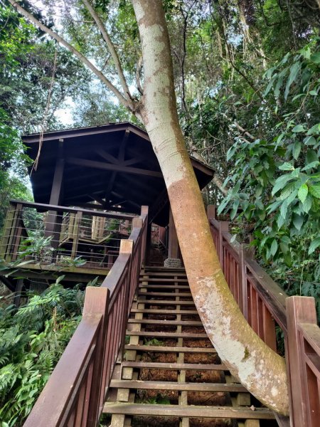 【新竹縣峨嵋鄉】藤坪步道2833230