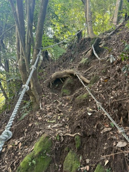 20250502 安坑七山2775091