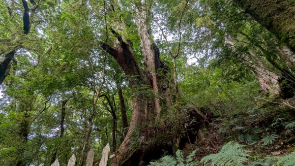鎮西堡巨木步道群 (B區)2861166