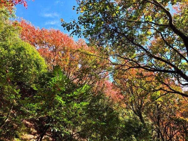 鳶嘴稍來山之楓紅／雲海2974068