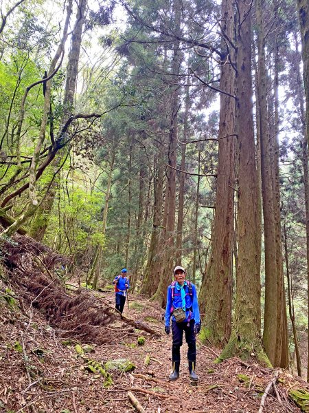 樂山鐵道順登鹿坑山.南比林山.尤命神木1164427