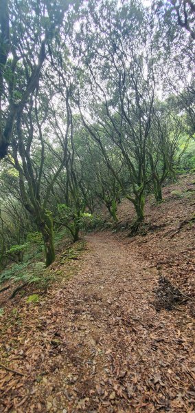 2023-10-09尾寮山登山步道2309534