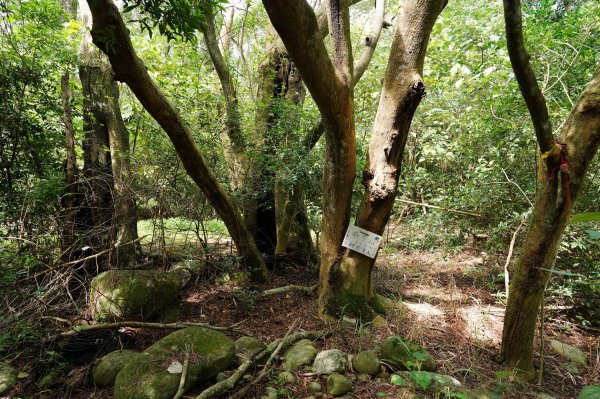 苗栗 三義 枕頭山、南片山2801752