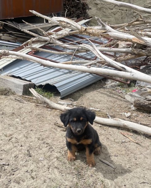西藏♥️可愛動物🐎人物寫真/拉薩旅拍/美食2902912