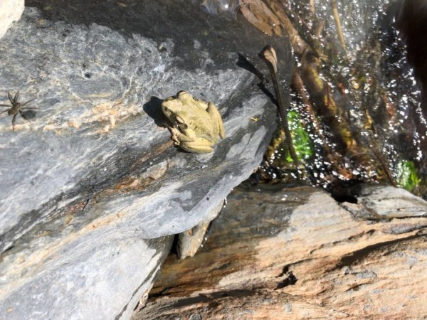 埔里彩蝶瀑布之國姓鄉眉冷山及糯米橋1466177