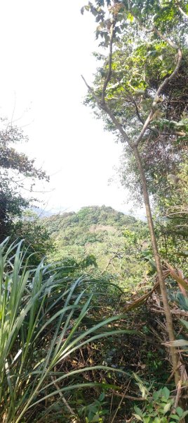 福源山步道2730322