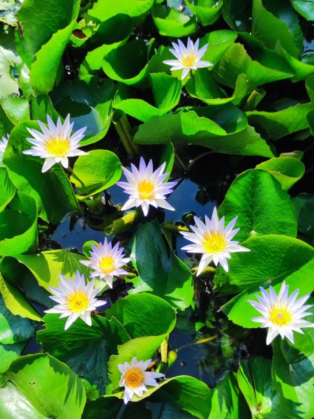 後花園散散步2855159