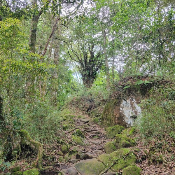 阿里山頂湖步道＞大凍山＞頂湖自然生態區2505514