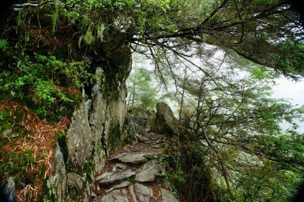 臺灣 嘉義 玉山3110185