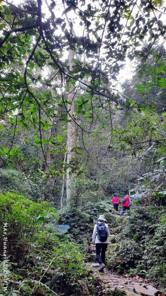 《桃園》一等郊山｜石門山登山步道O繞202401062397566