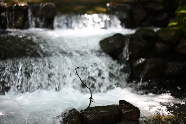 2025_0628 大羅蘭溪古圳步道(福山馬岸)2825224