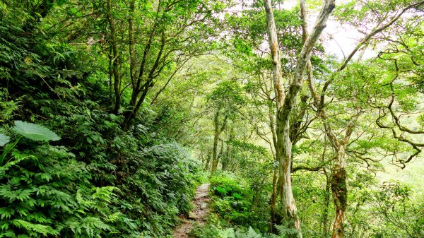 桶後越嶺古道2876808