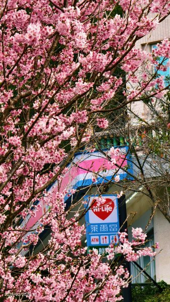2/20 #天元宮 #墨染櫻(香水櫻)  #楓樹湖 #木蘭花(辛夷)2716227