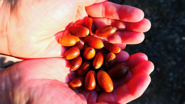 茨城縣出雲大社2929332