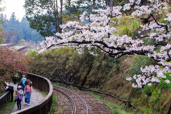 2026-03-28 阿里山3027230