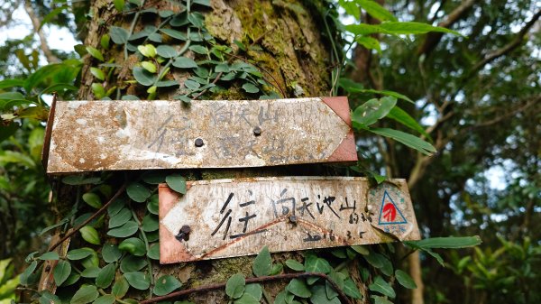 20260125 陽明山前後山健行(無極天元宮~山仔頂步道.向天池.向天山.面天山.二子坪)2997984