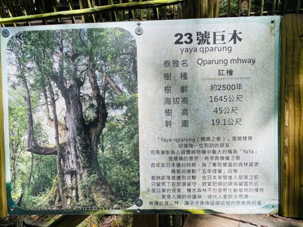 1140825司馬庫斯新巨木園區-司立富瀑布-部落觀景台2871197