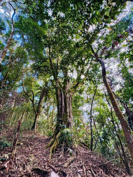 六龜警備道茂林段：網子山-網子山東北峰-鳴海下山-鳴海山(小百岳#71)2981455