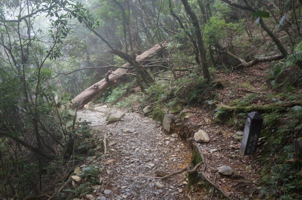 無與倫比的臺灣鐵杉與雲海～北大武山1125147