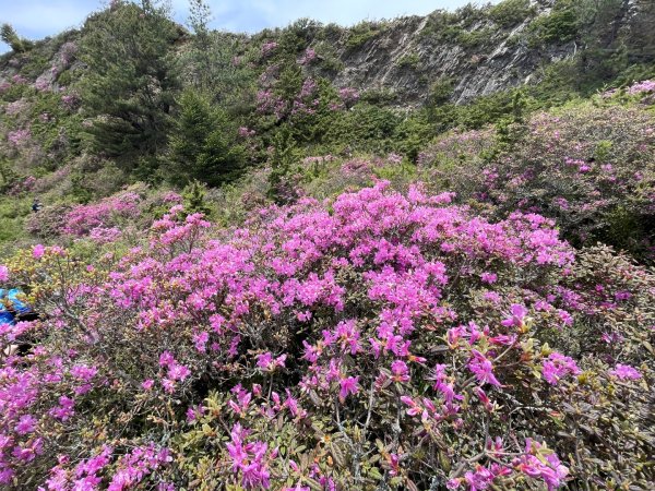 1150524合歡北峰杜鵑花3064394
