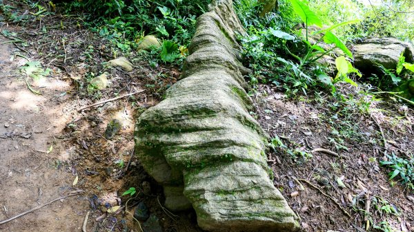 微笑山線百年大榕樹段2848414